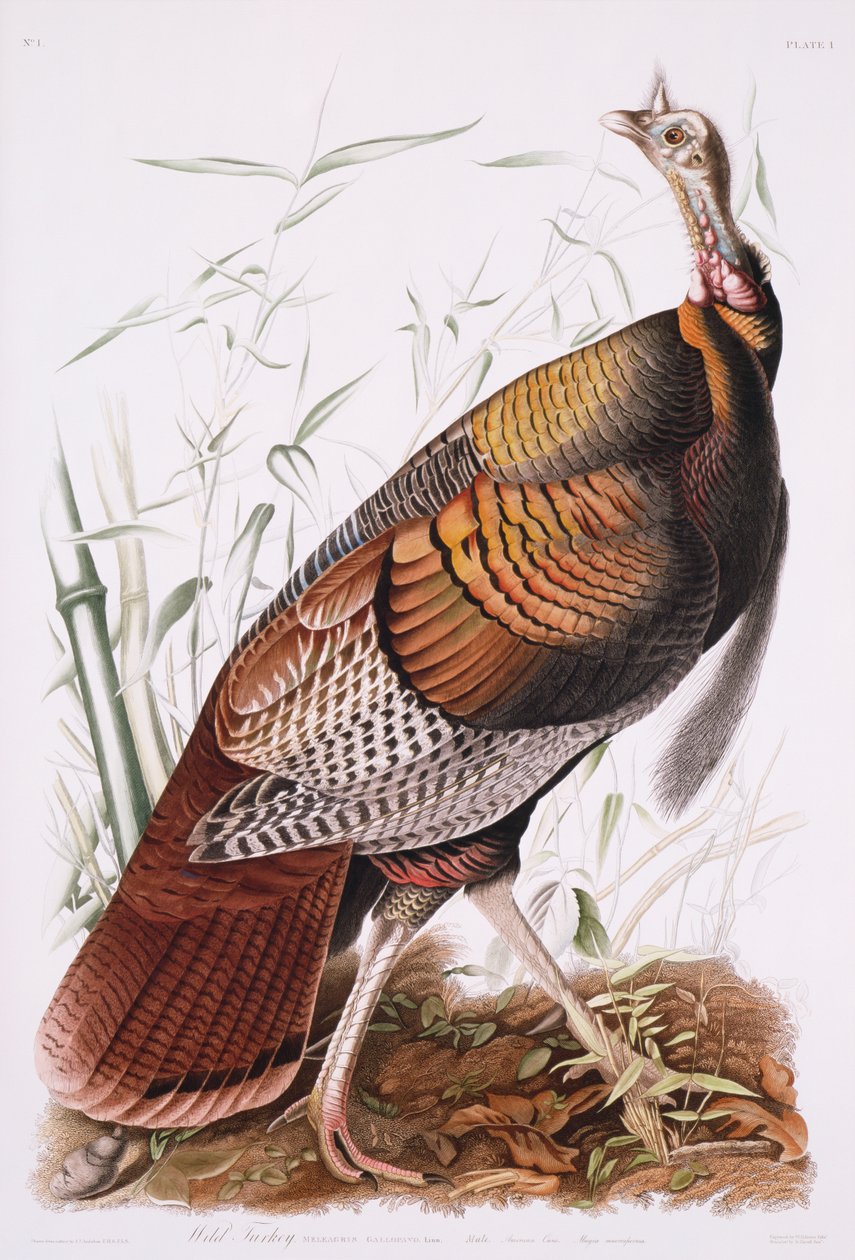 Großer amerikanischer Hahn oder Wildtruthahn von John James Audubon