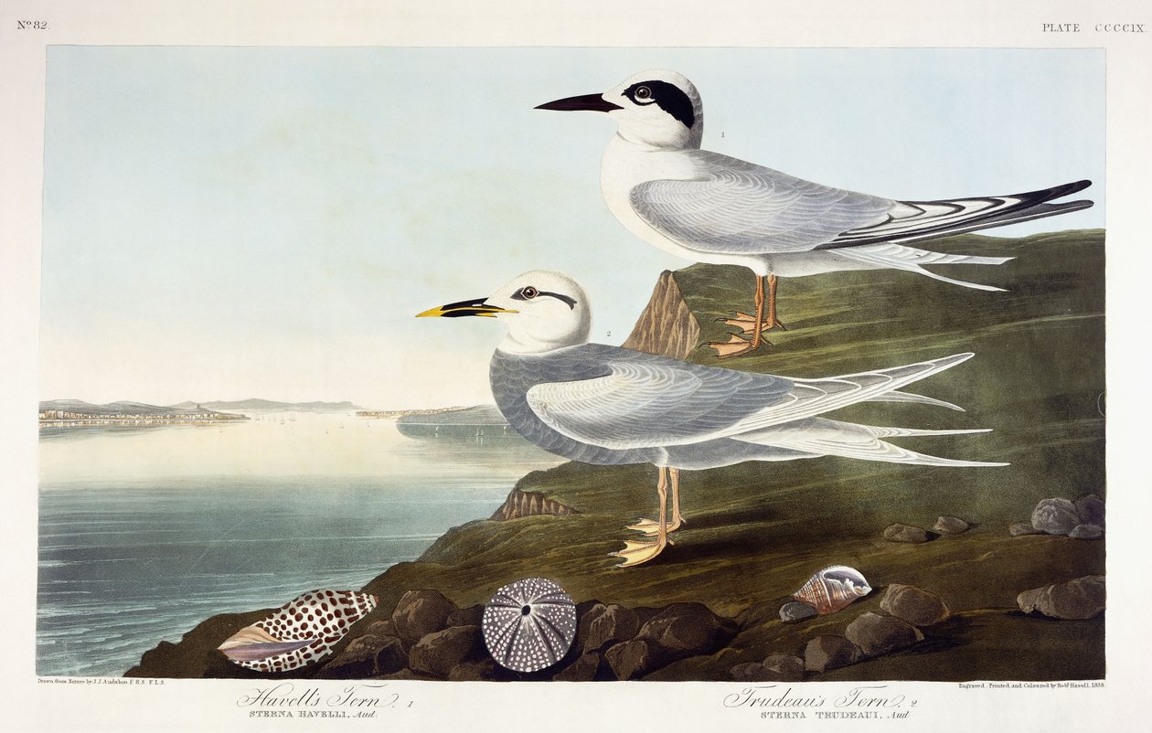 Havells Seeschwalbe und Trudeaus Seeschwalbe, 1838 von John James Audubon