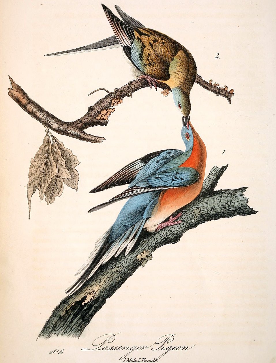 Mershons Die Wandertaube (Audubon Platte, Ausschnitt) von John James Audubon