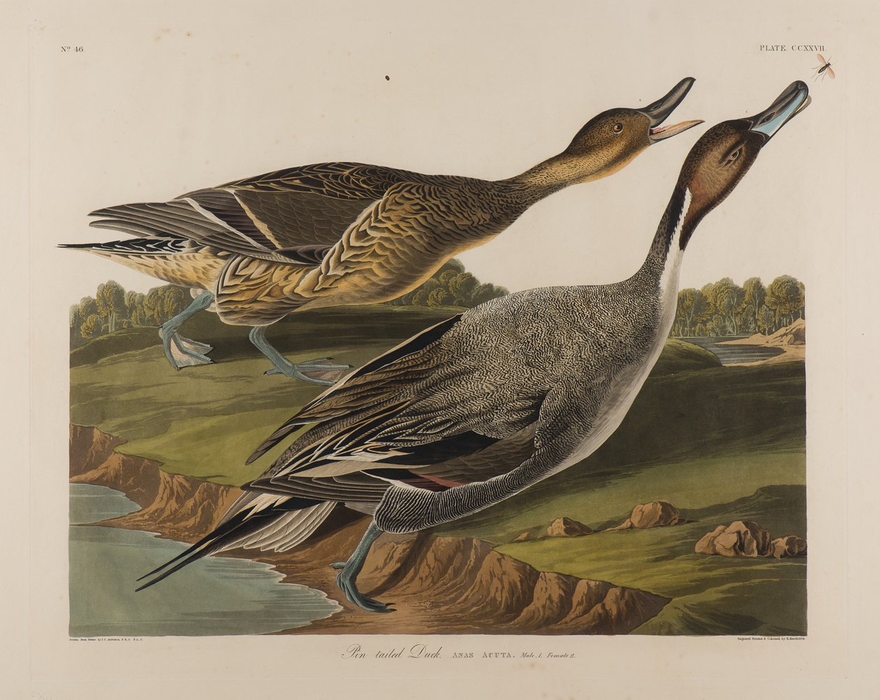 Spießente, 1834 von John James Audubon