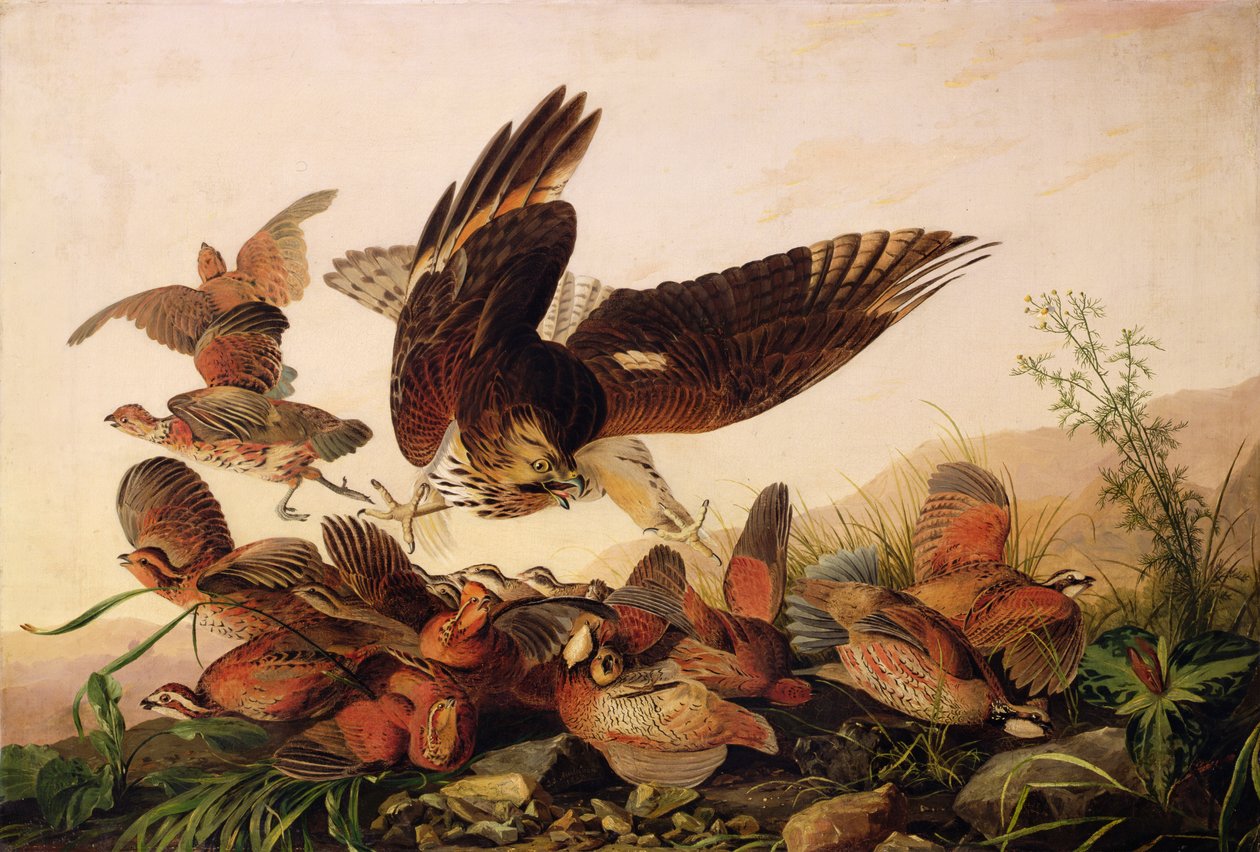 Rot-Schulterbussard greift Bobwhite-Wachteln an, 1827 von John James Audubon