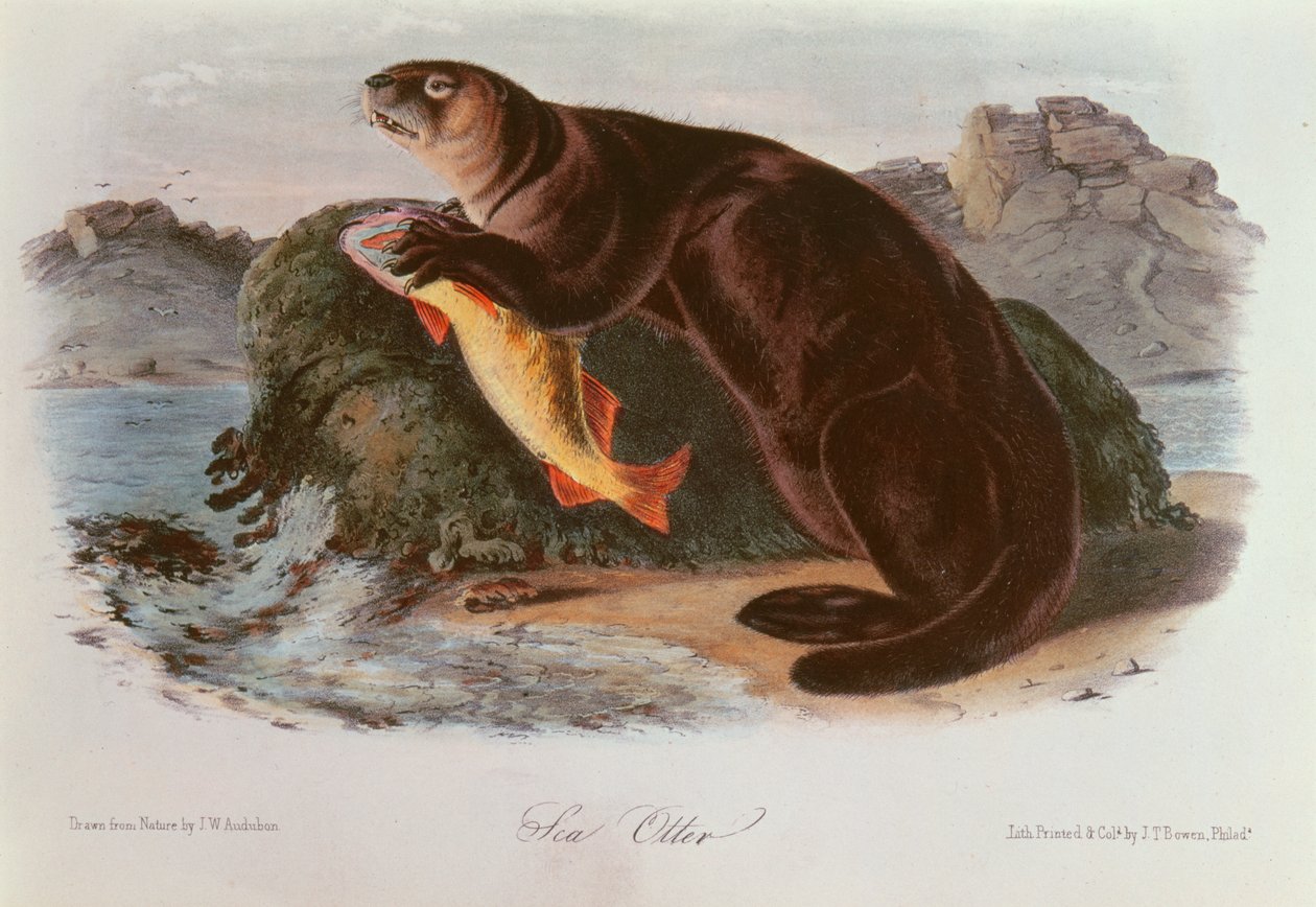 Seeotter aus 