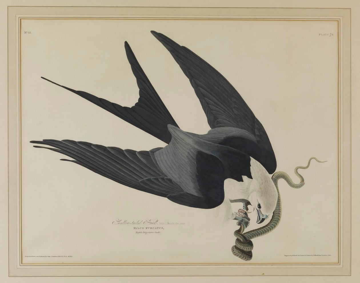 Schwalbenschwanzmilan von John James Audubon