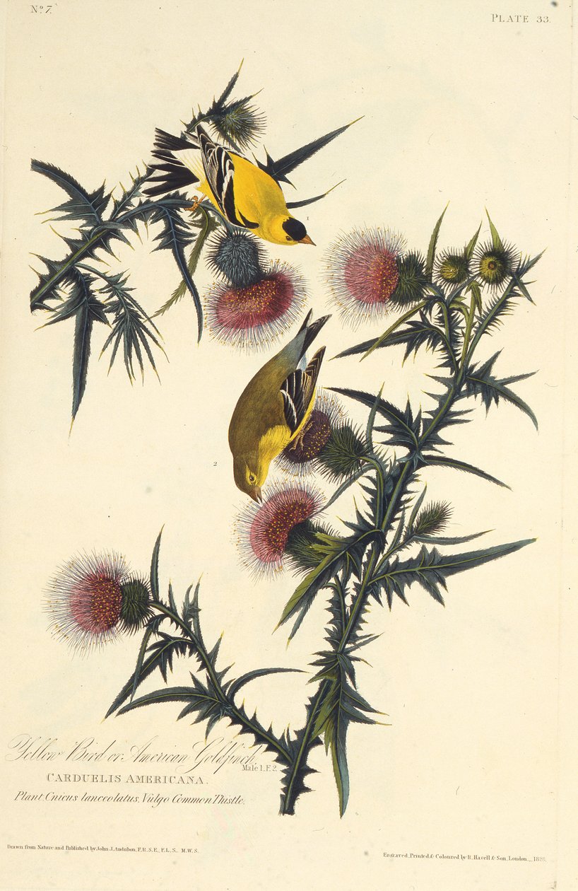 Der amerikanische Stieglitz. Aus Die Vögel Amerikas, 1827-1838 von John James Audubon