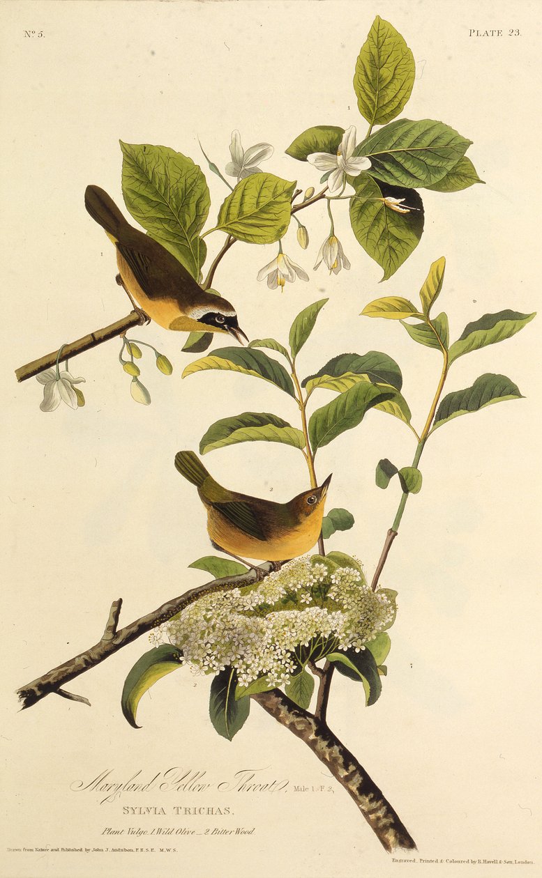 Der Maryland-Waldsänger. Aus Die Vögel Amerikas, 1827-1838 von John James Audubon