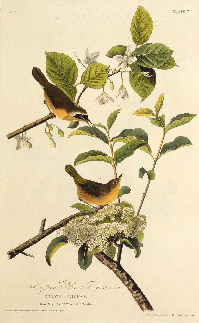 Der Maryland-Waldsänger. Aus Die Vögel Amerikas, 1827-1838 von John James Audubon