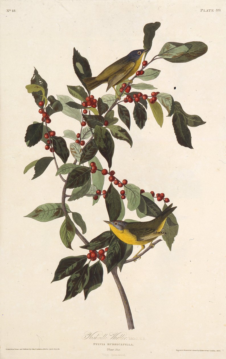 Der Nashville-Waldsänger. Aus Die Vögel Amerikas von John James Audubon