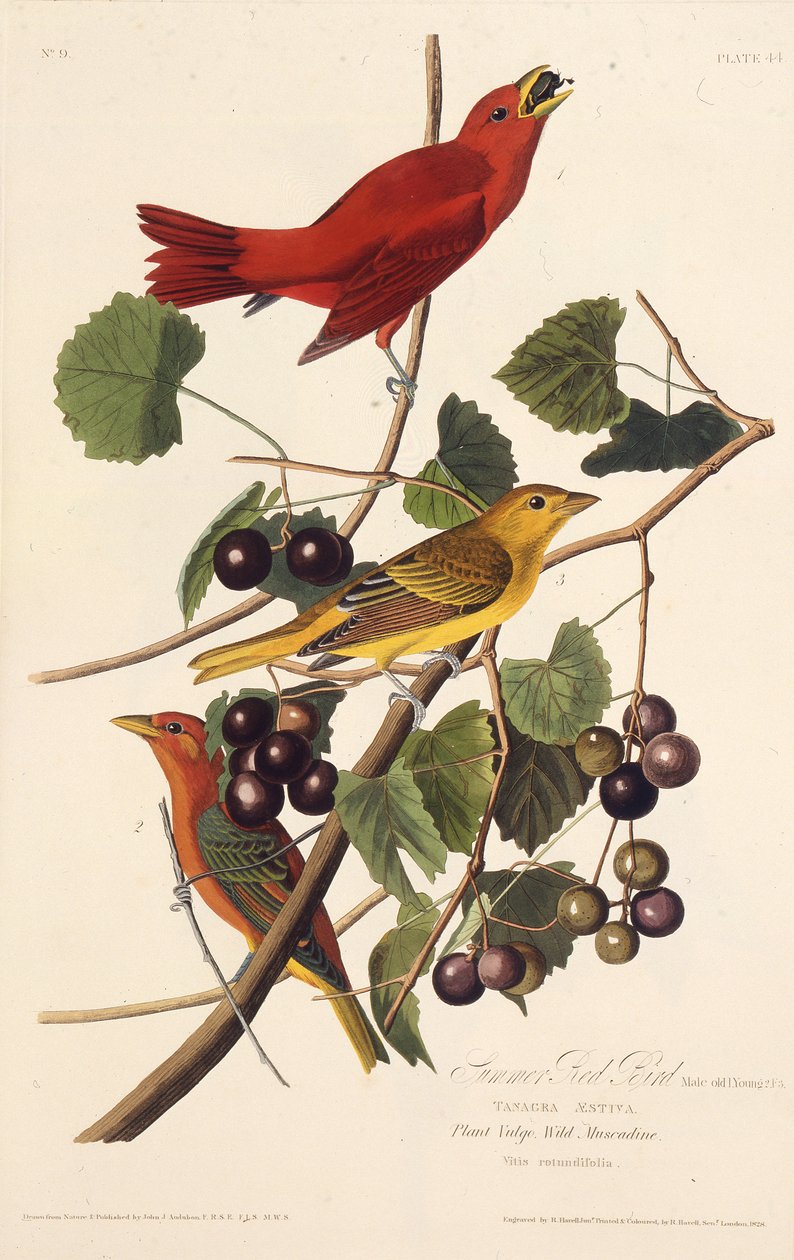 Der Sommer-Rotvogel. Aus Die Vögel Amerikas, 1827-1838 von John James Audubon