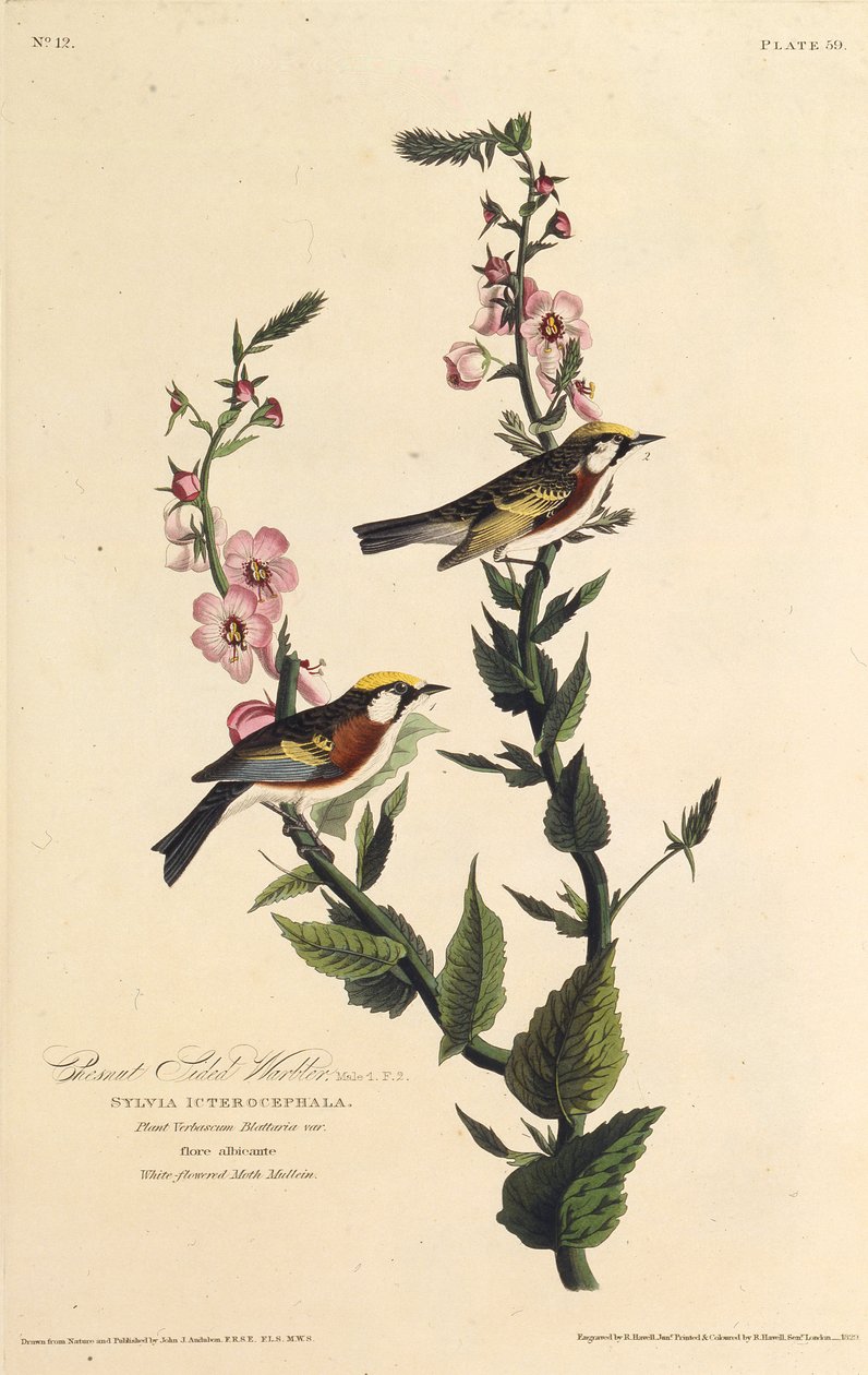 Die kastanienseitige Waldsänger. Aus Die Vögel Amerikas, 1827-1838 von John James Audubon