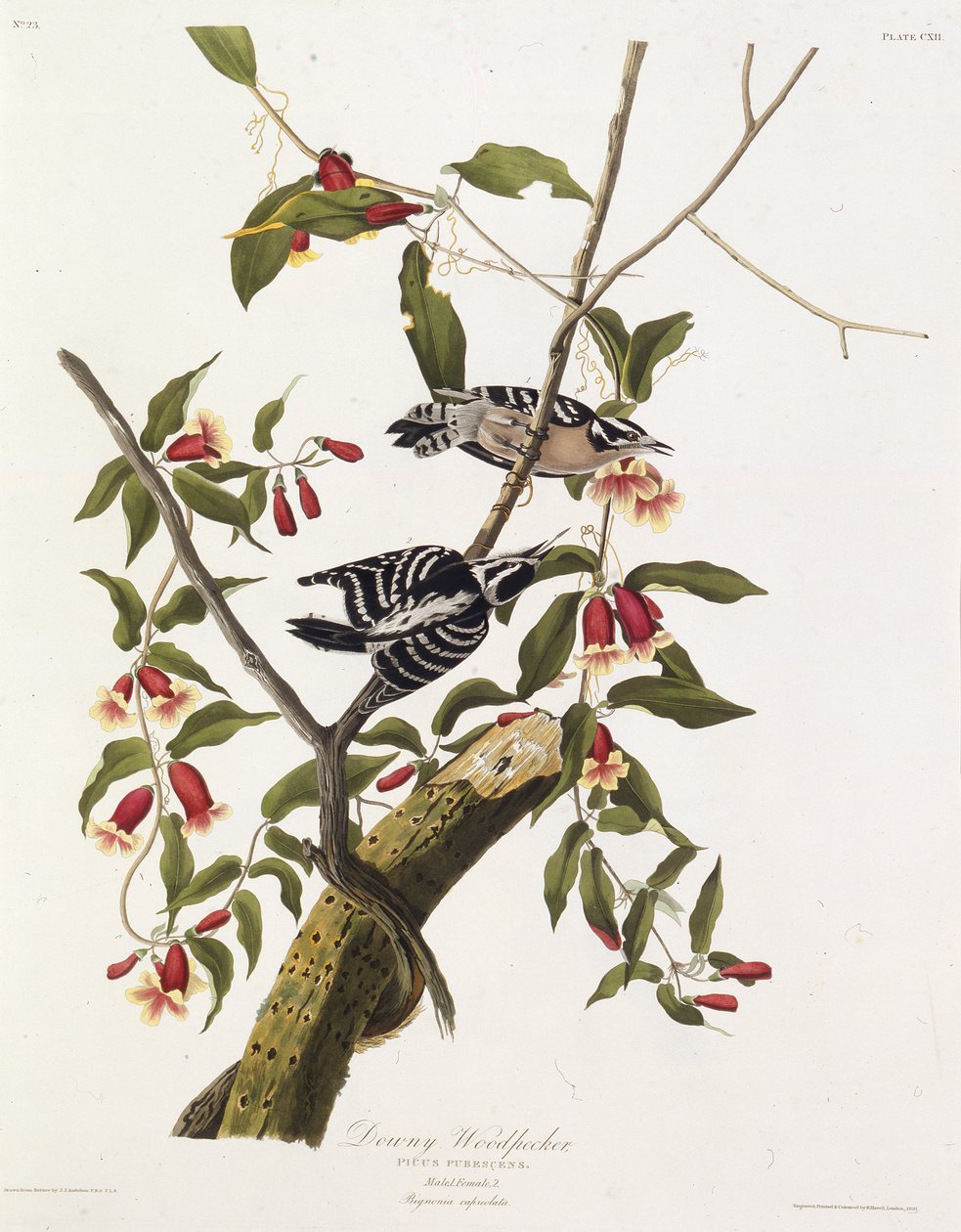 Der Flaum-Specht. Aus Die Vögel Amerikas, 1827-1838 von John James Audubon