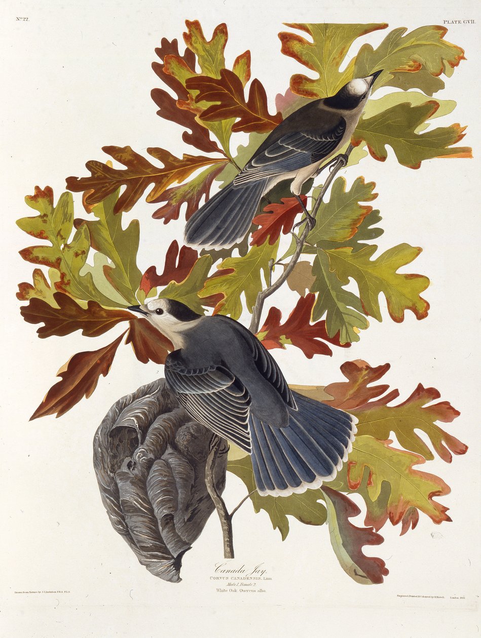 Der Graue Jay. Aus Die Vögel Amerikas, 1827-1838 von John James Audubon