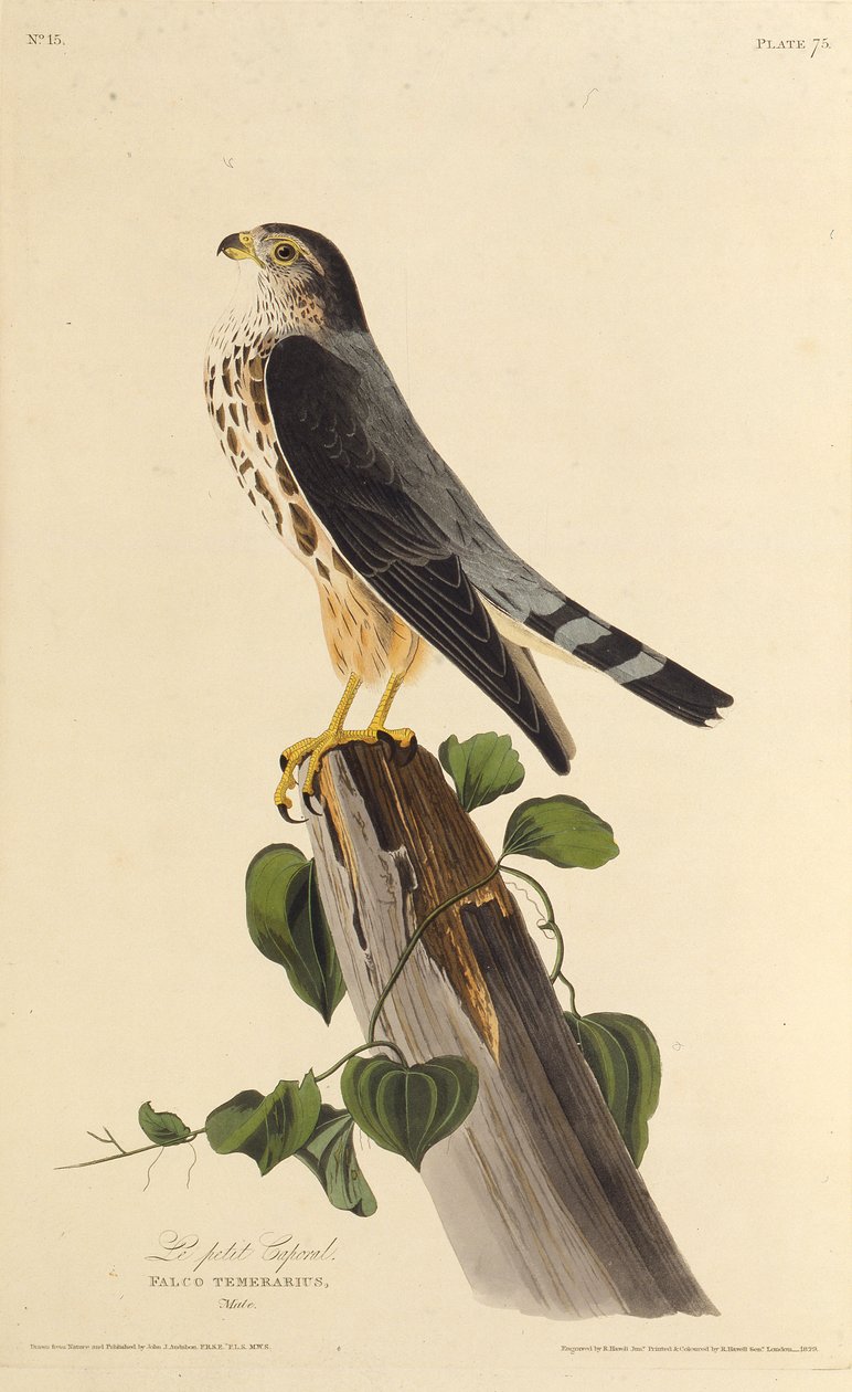 Der Merlin. Aus Die Vögel Amerikas, 1827-1838 von John James Audubon