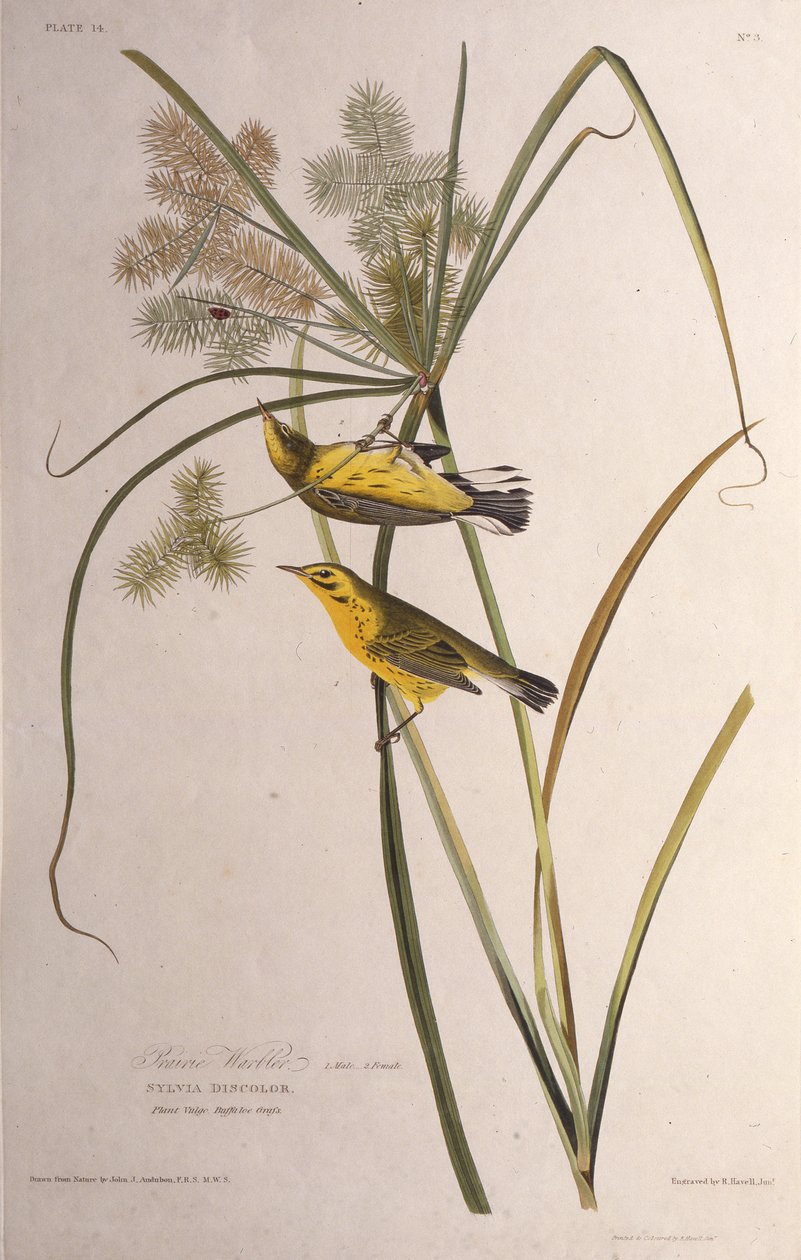 Der Präriewaldsänger. Aus Die Vögel Amerikas, 1827-1838 von John James Audubon