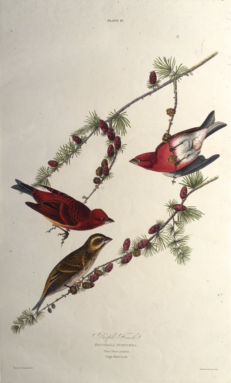 Der Purpurfink. Aus Die Vögel Amerikas, 1827-1838 von John James Audubon