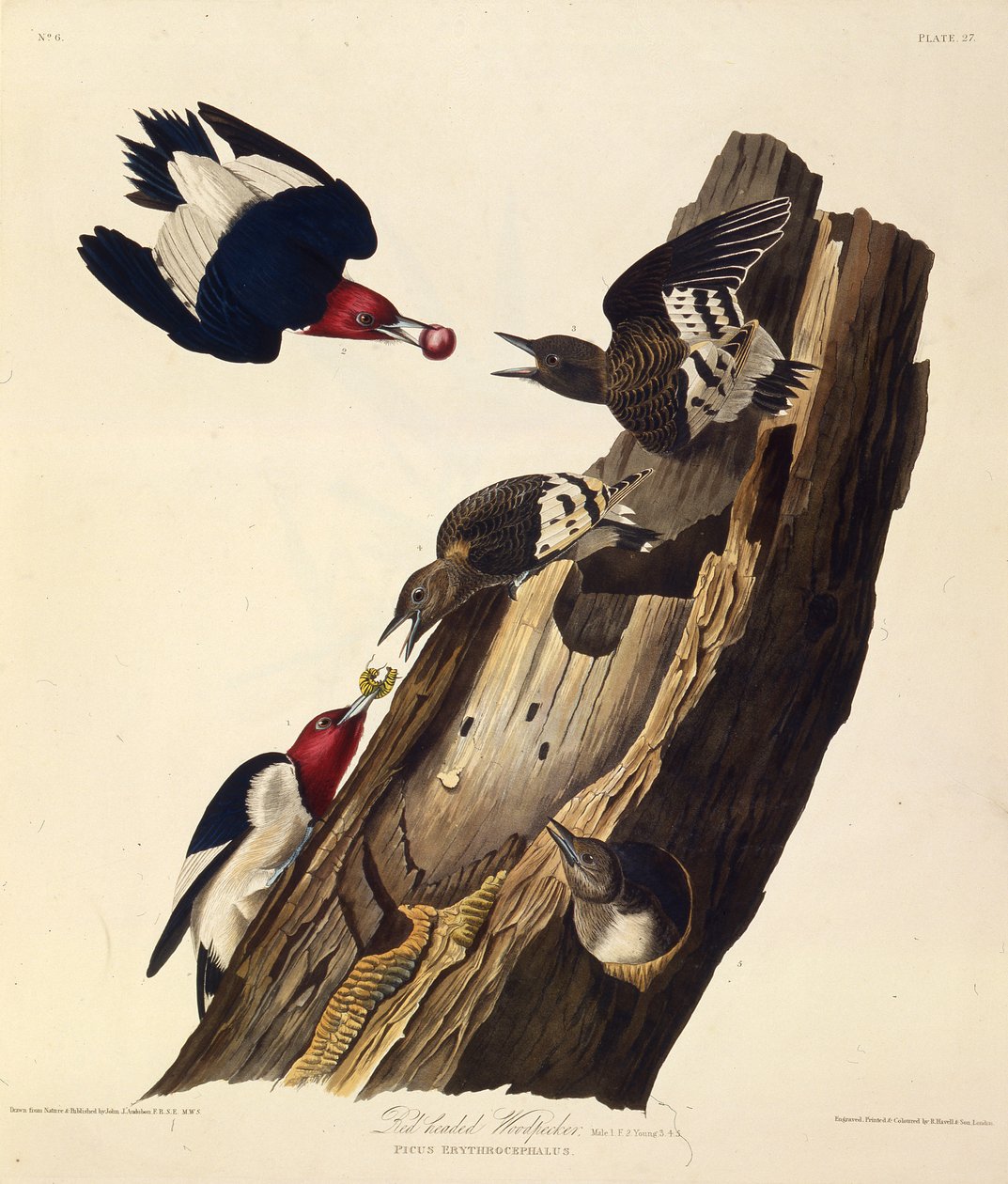 Der Rotkopf-Specht. Aus Die Vögel Amerikas, 1827-1838 von John James Audubon