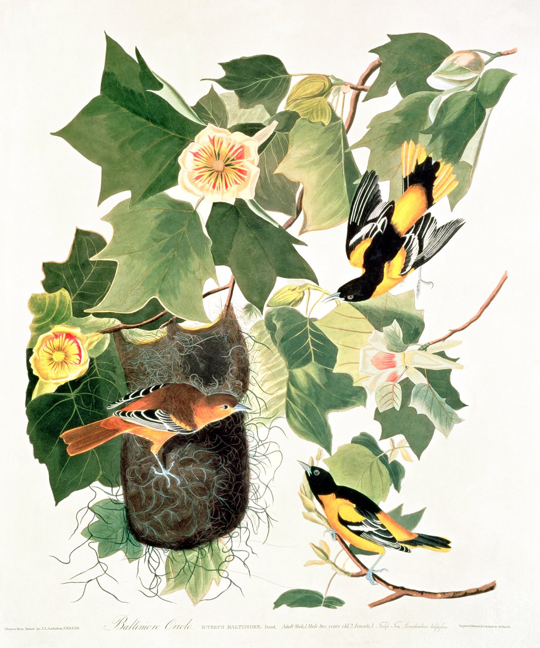 Tulpenbaum: Liriodendron tulipifera, aus 