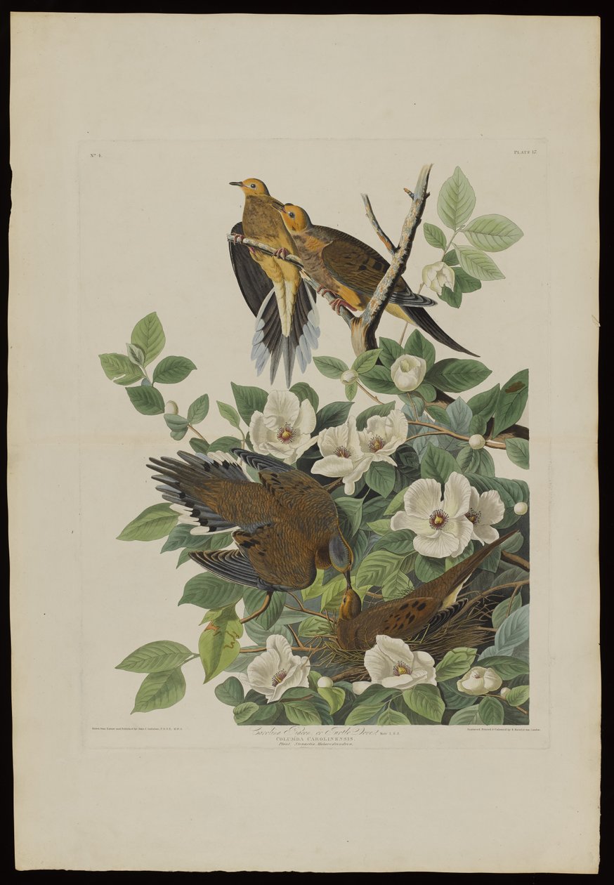 Karolina-Taube oder Turteltaube, aus Birds of America, graviert von Robert Havell (1793-1878) von John James after Audubon