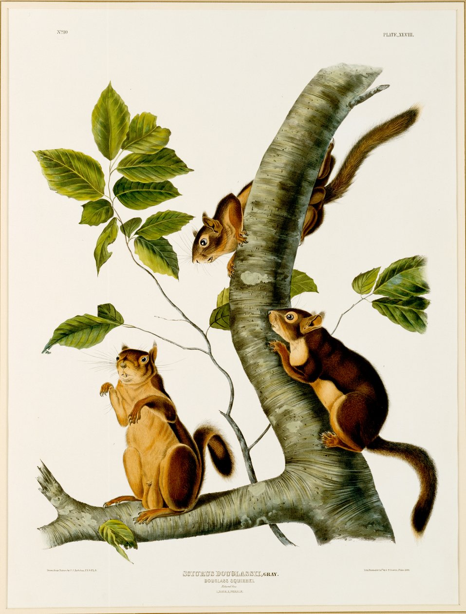 Douglas-Eichhörnchen, aus dem Folio Die lebendgebärenden Vierfüßer Nordamerikas, veröffentlicht 1845, 1844 von John James after Audubon