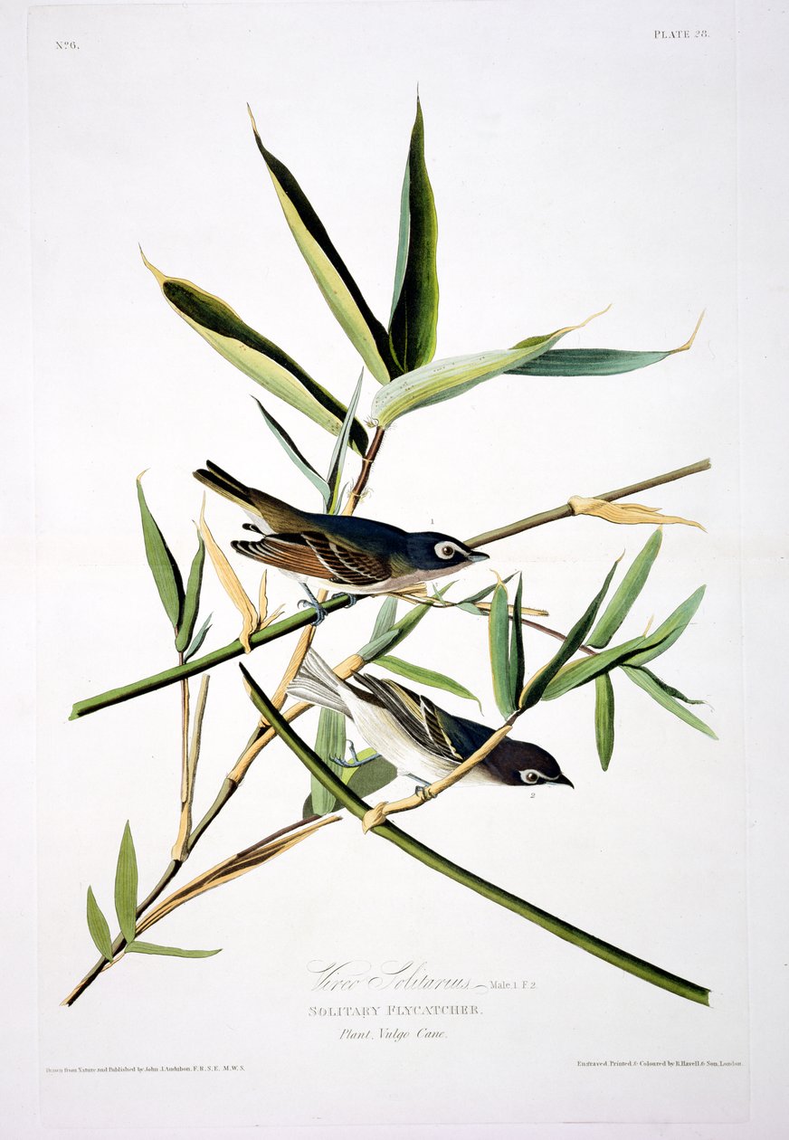 Einsamer Fliegenschnäpper, aus Birds of America, graviert von Robert Havell (1793-1878) von John James after Audubon