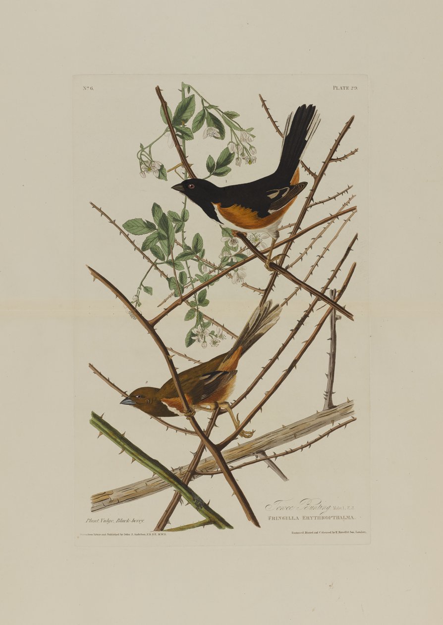 Towhe-Ammer, aus Birds of America, graviert von Robert Havell (1793-1878) von John James after Audubon