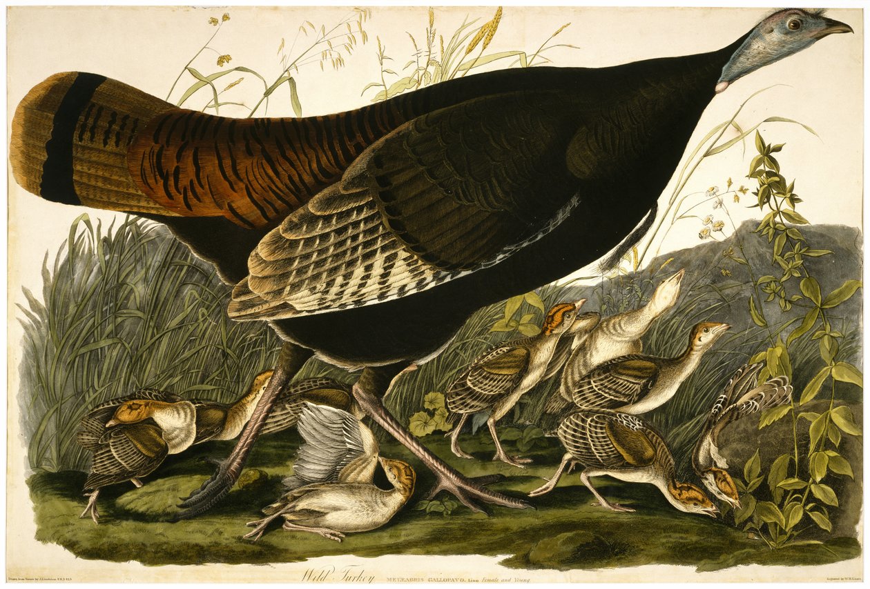 Wilder Truthahn, graviert von William Home Lizars (1788-1859) ca. 1827-32 von John James after Audubon