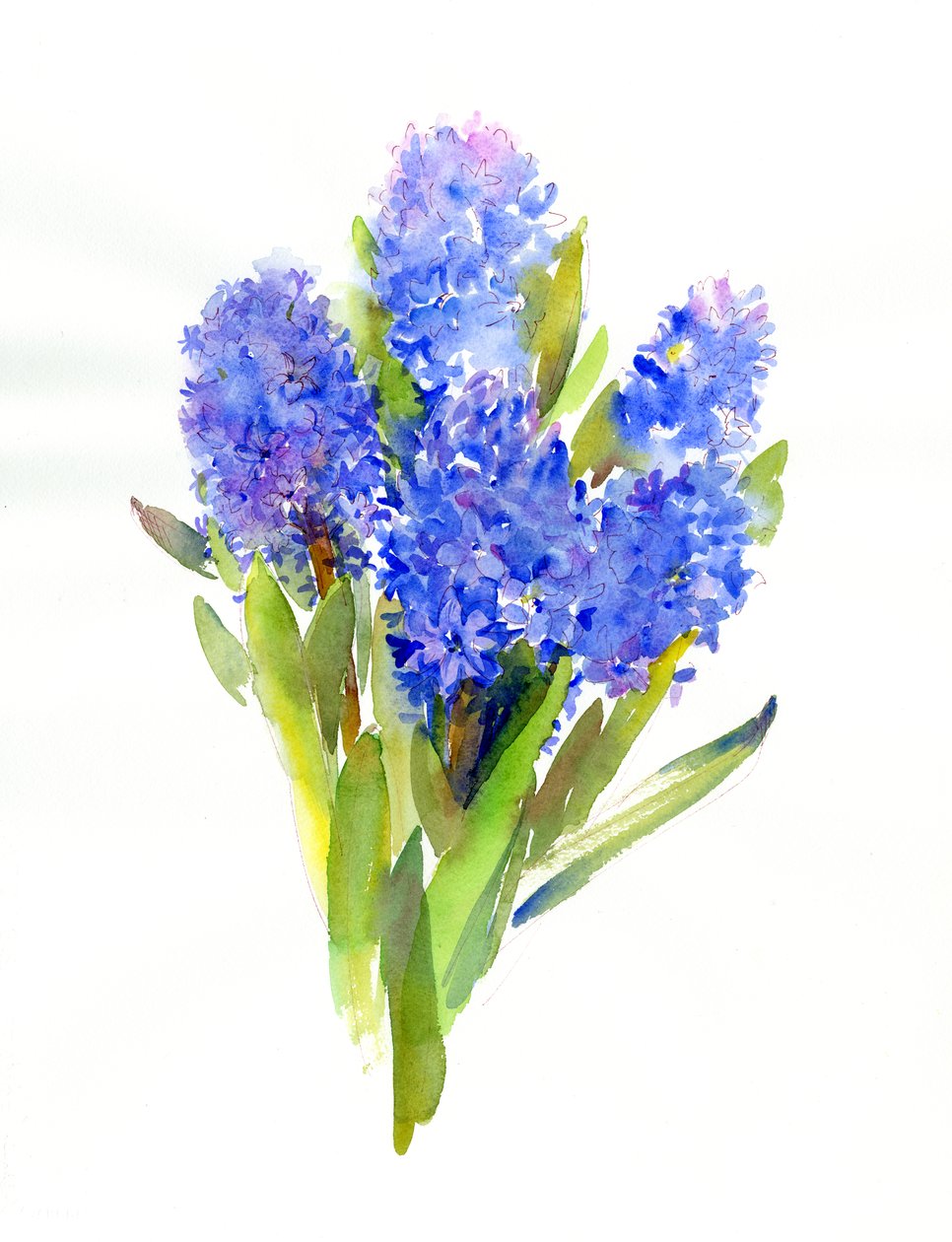 Blaue Hyazinthe von John Keeling
