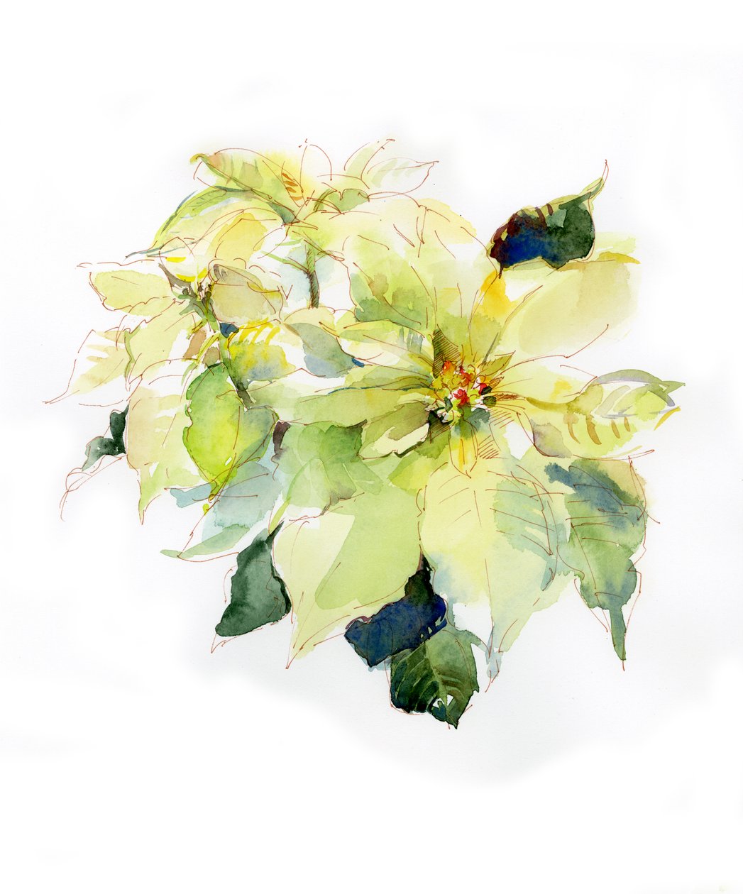 Weiße Weihnachtssterne, 2014 von John Keeling
