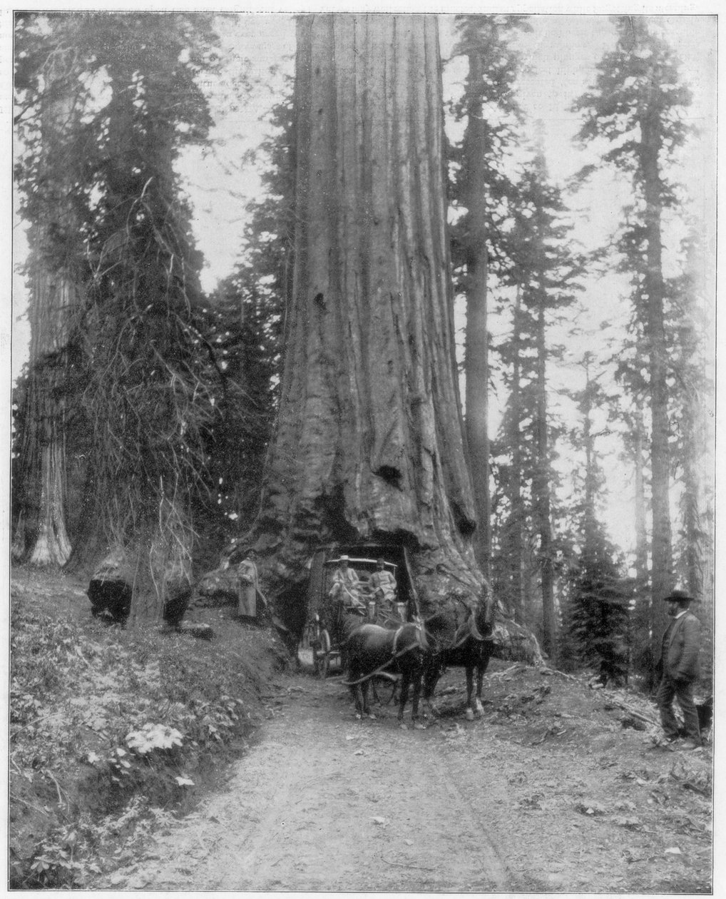 Straße durch einen Riesenmammutbaum, Mariposa Grove, Wawona, Kalifornien, späte 19. Jahrhundert von John L. Stoddard