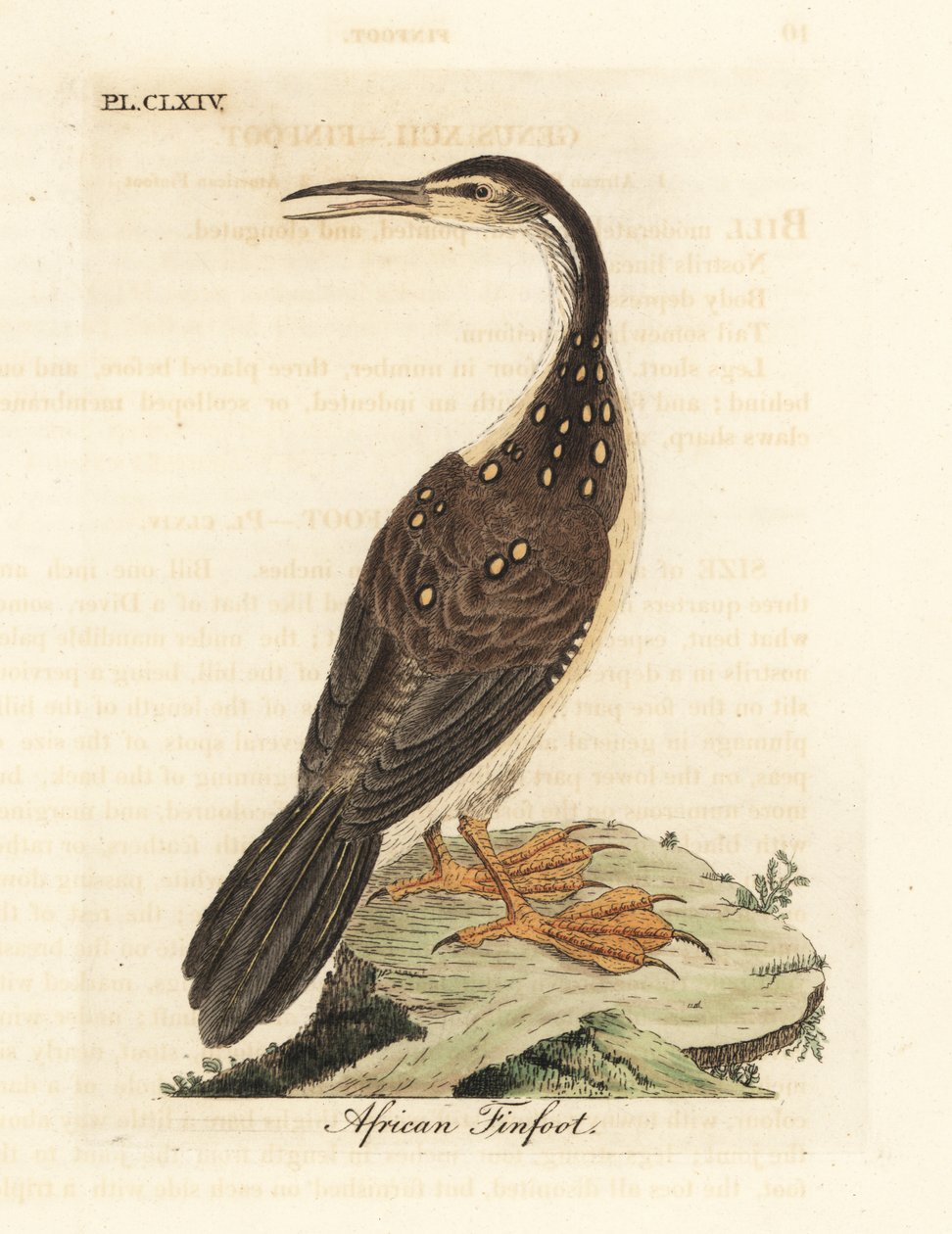 Afrikanischer Finkenfuß, Podica senegalensis. Handkolorierte Kupferplatte, gezeichnet und graviert von John Latham aus seiner eigenen A General History of Birds, Winchester von John Latham