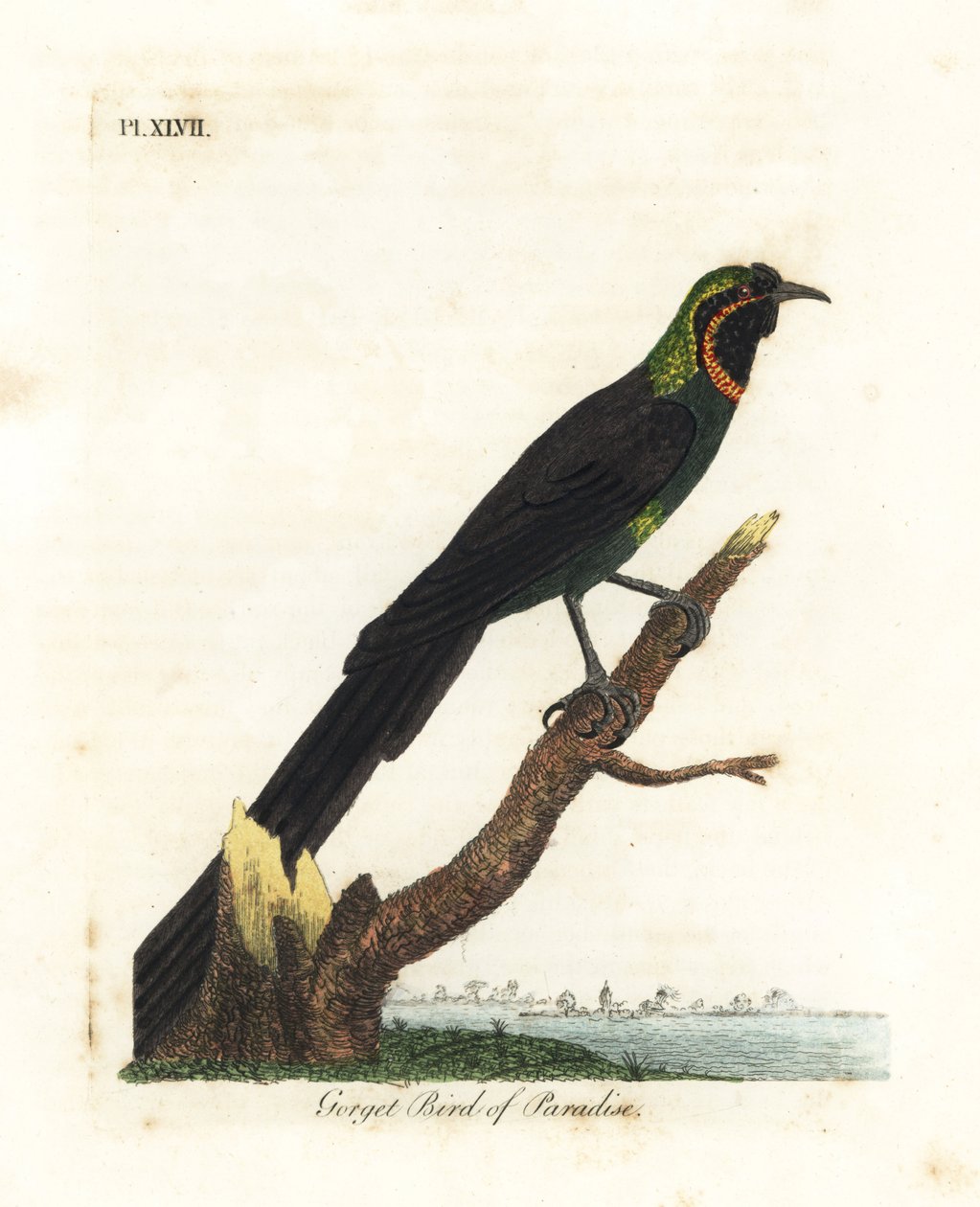 Arfak-Astrapia, Astrapia nigra (Gorget-Paradiesvogel, Paradisea gularis). Handkolorierte Kupferplatte gezeichnet und graviert von John Latham aus seiner eigenen A General History of Birds, Winchester von John Latham