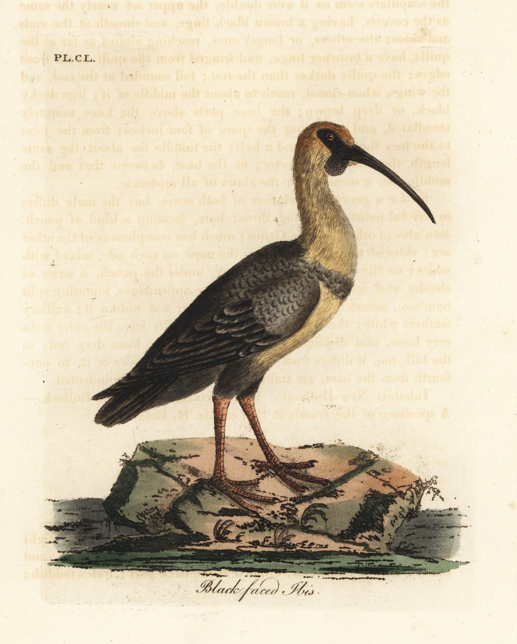 Schwarzgesicht-Ibis, Theristicus melanopis (Tantalus melanops) von John Latham