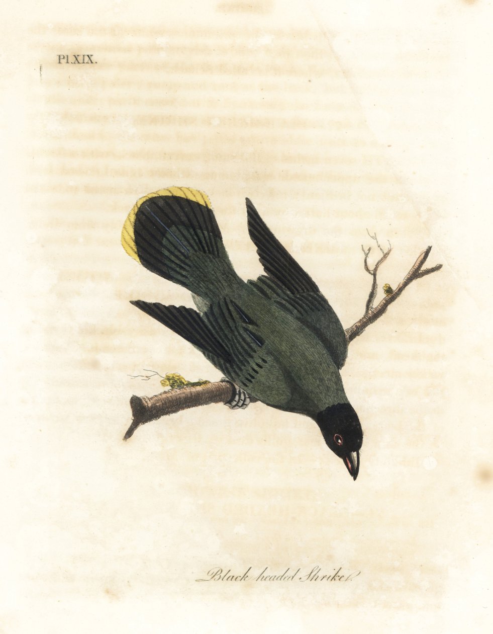 Schwarzkehl-Bülbül, Pycnonotus atriceps. Handkolorierte Kupferstichzeichnung und -gravur von John Latham aus seinem eigenen A General History of Birds, Winchester von John Latham