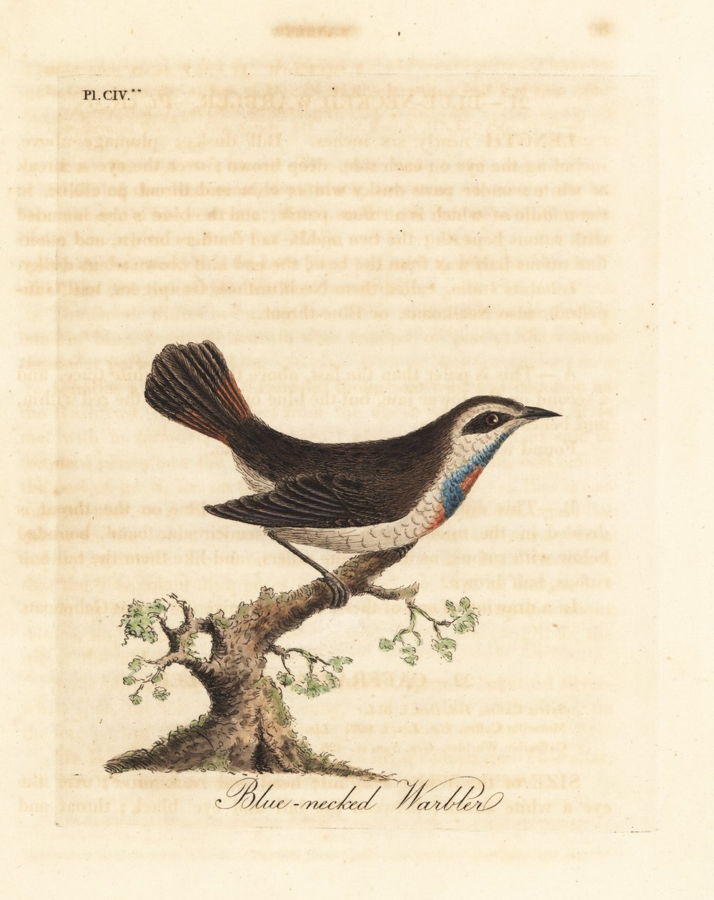 Blauracke, Luscinia svecica. Handkolorierte Kupferstichzeichnung und -gravur von John Latham aus seiner eigenen A General History of Birds, Winchester von John Latham
