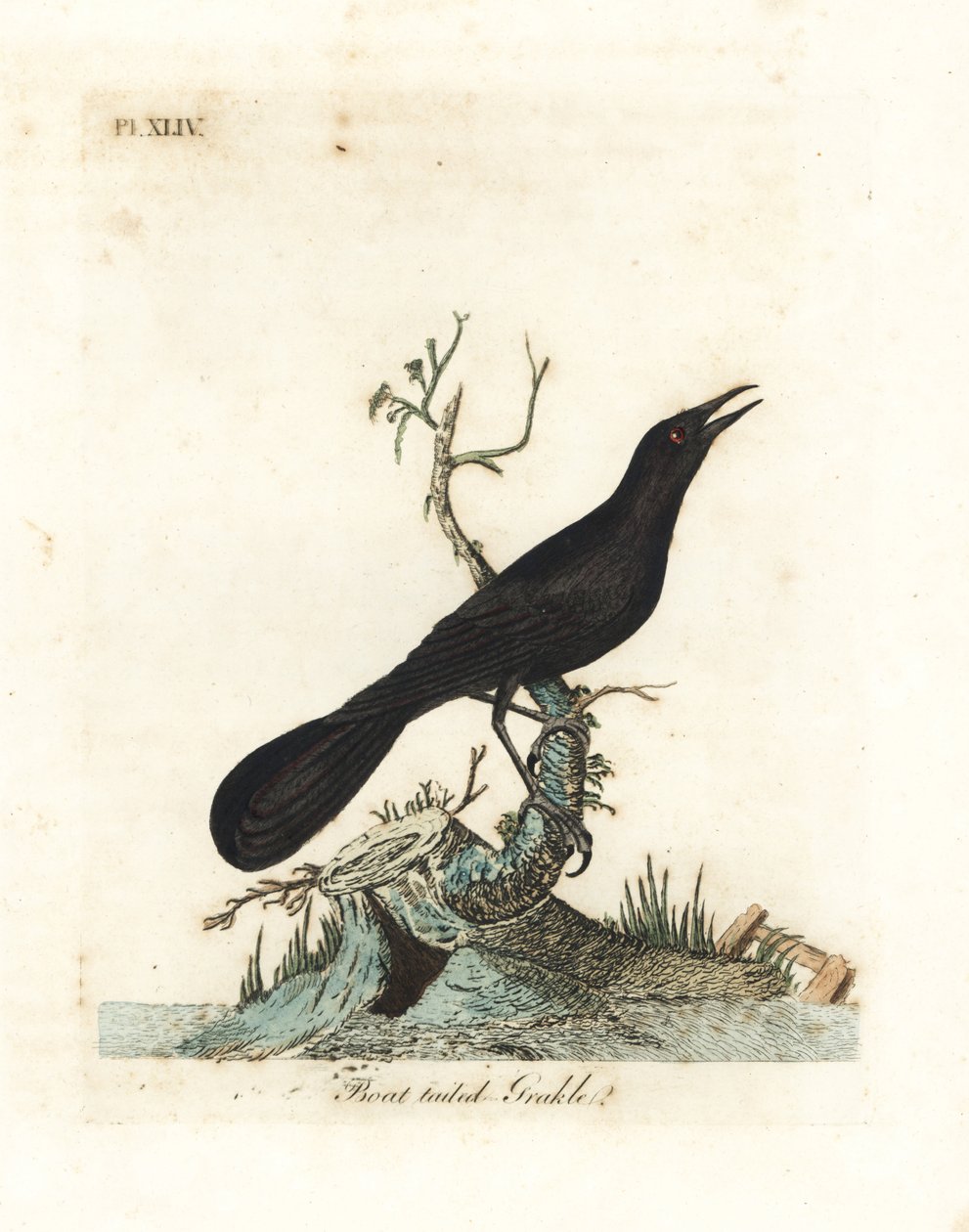 Bootsschwanzgrackel, Quiscalus major (Bootsschwanzgrakle, Gracula barita). Handkolorierte Kupferplatte gezeichnet und graviert von John Latham aus seiner eigenen 