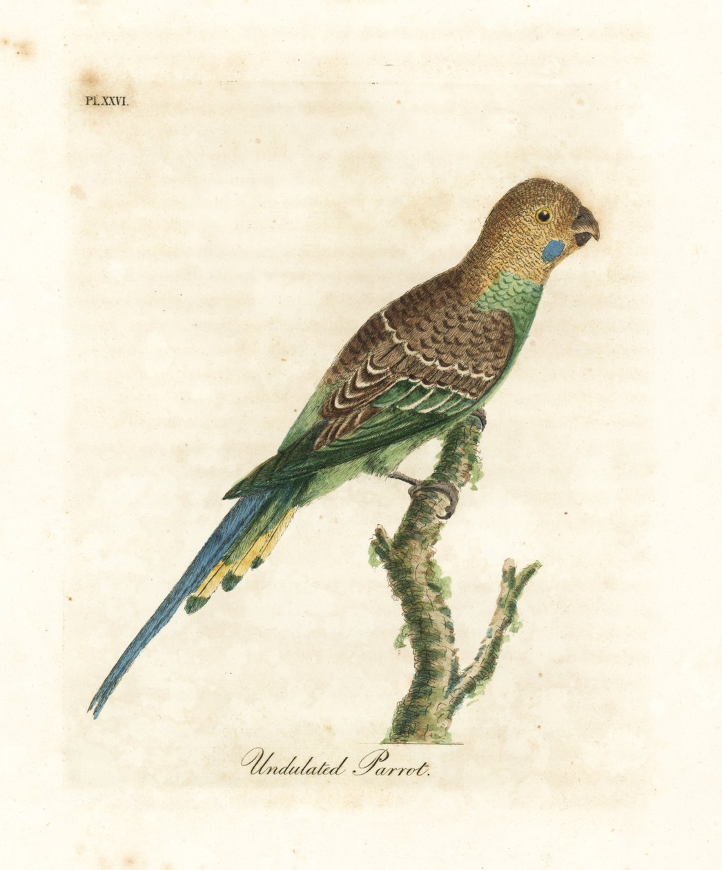 Wellensittich, Melopsittacus undulatus. Handkolorierte Kupferstichzeichnung und -gravur von John Latham aus seiner eigenen A General History of Birds, Winchester von John Latham
