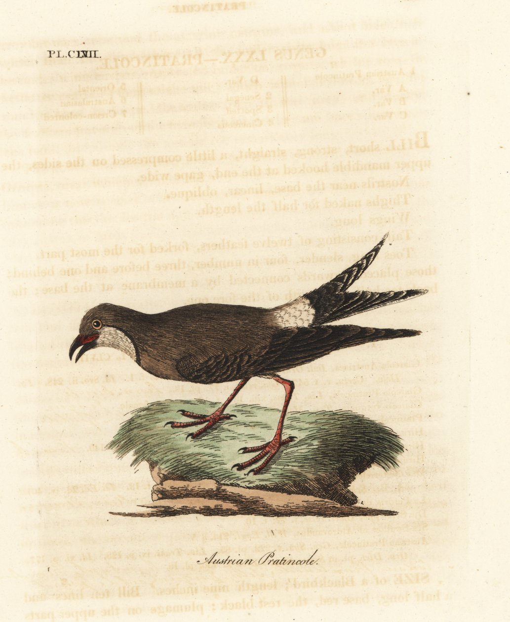 Rotflügel-Brachschwalbe, Glareola pratincola. Handkolorierte Kupferstichzeichnung und -gravur von John Latham aus seinem eigenen A General History of Birds, Winchester von John Latham