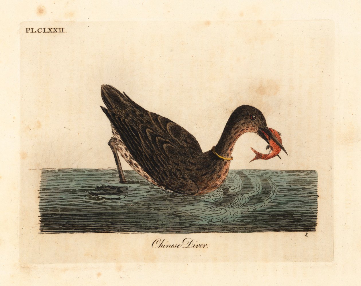 Kormoran zum Fischen in Asien, vielleicht ein großer Kormoran, Phalacrocorax carbo, oder japanischer Kormoran, Phalacrocorax capillatus. (Chinesischer Taucher, Colymbus sinensis) von John Latham