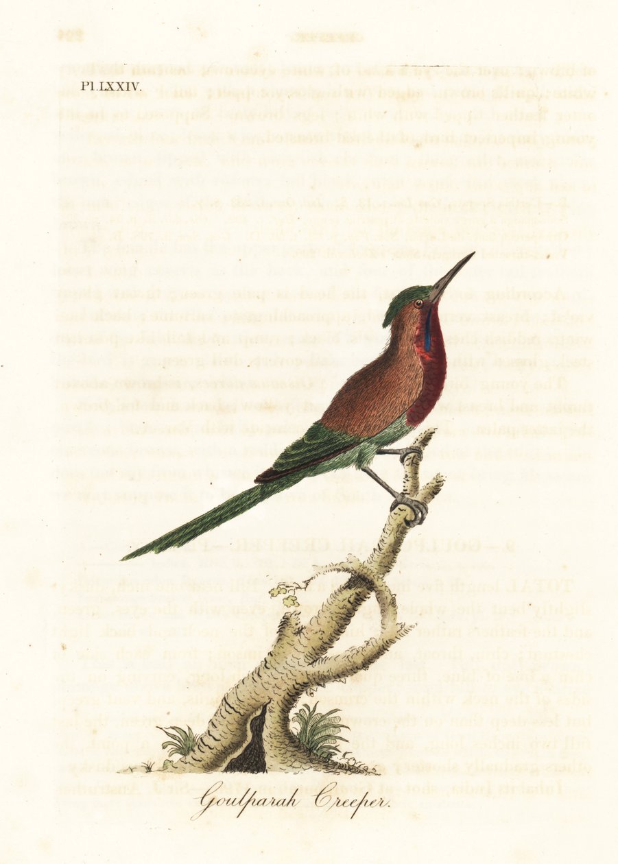 Crimson-Sonnenvogel, Aethopyga siparaja seheriae (Goulpourah Creeper). Handkolorierte Kupferplatte, gezeichnet und graviert von John Latham aus seiner eigenen A General History of Birds, Winchester von John Latham