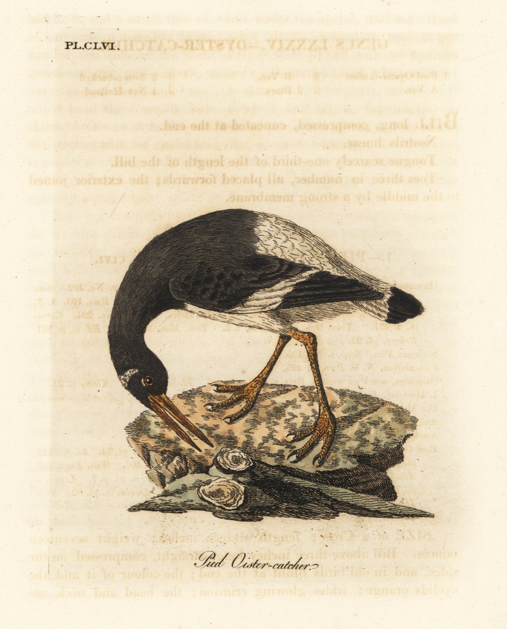 Eurasischer oder Fuß-Austernfischer, Haematopus ostralegus. Handkolorierte Kupferplatte gezeichnet und graviert von John Latham aus seiner eigenen A General History of Birds, Winchester von John Latham