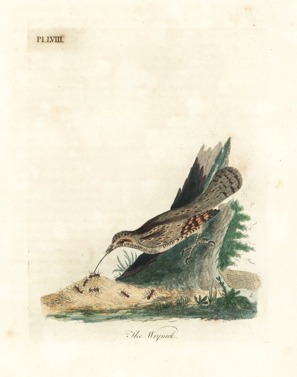 Wendehals, Jynx torquilla. Handkolorierte Kupferstichzeichnung und -gravur von John Latham aus seiner eigenen A General History of Birds, Winchester von John Latham