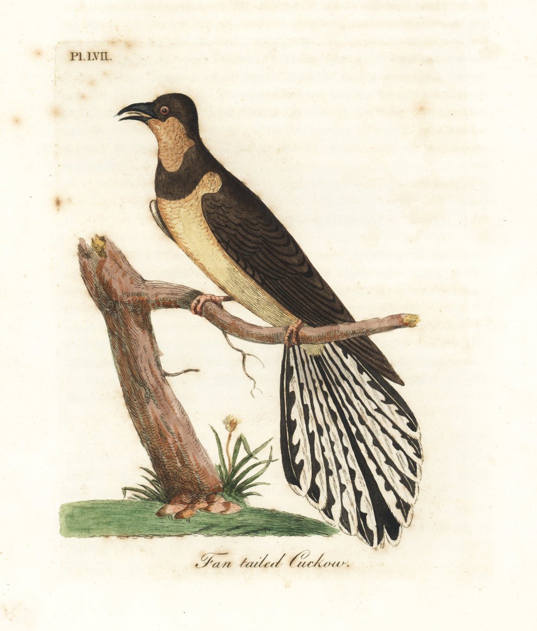 Fächerschwanzkuckuck, Cacomantis flabelliformis (Fächerschwanzkuckuck, Cuculus flabelliformis). Handkolorierte Kupferplatte gezeichnet und graviert von John Latham aus seiner eigenen A General History of Birds, Winchester von John Latham