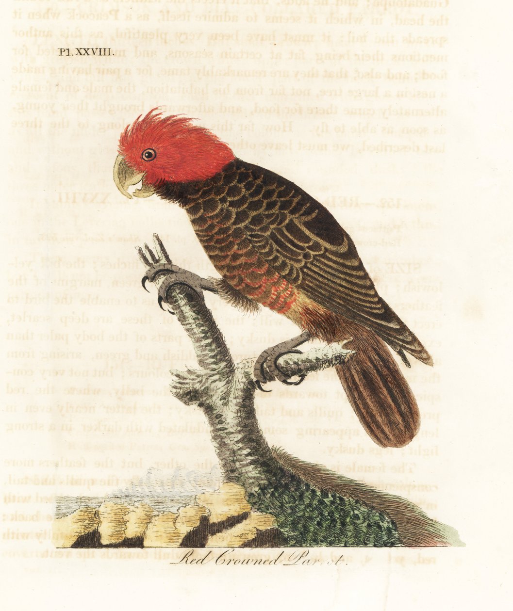 Gang-gang-Kakadu, Callocephalon fimbriatum. Handkolorierte Kupferstichzeichnung und -gravur von John Latham aus seinem eigenen A General History of Birds, Winchester von John Latham