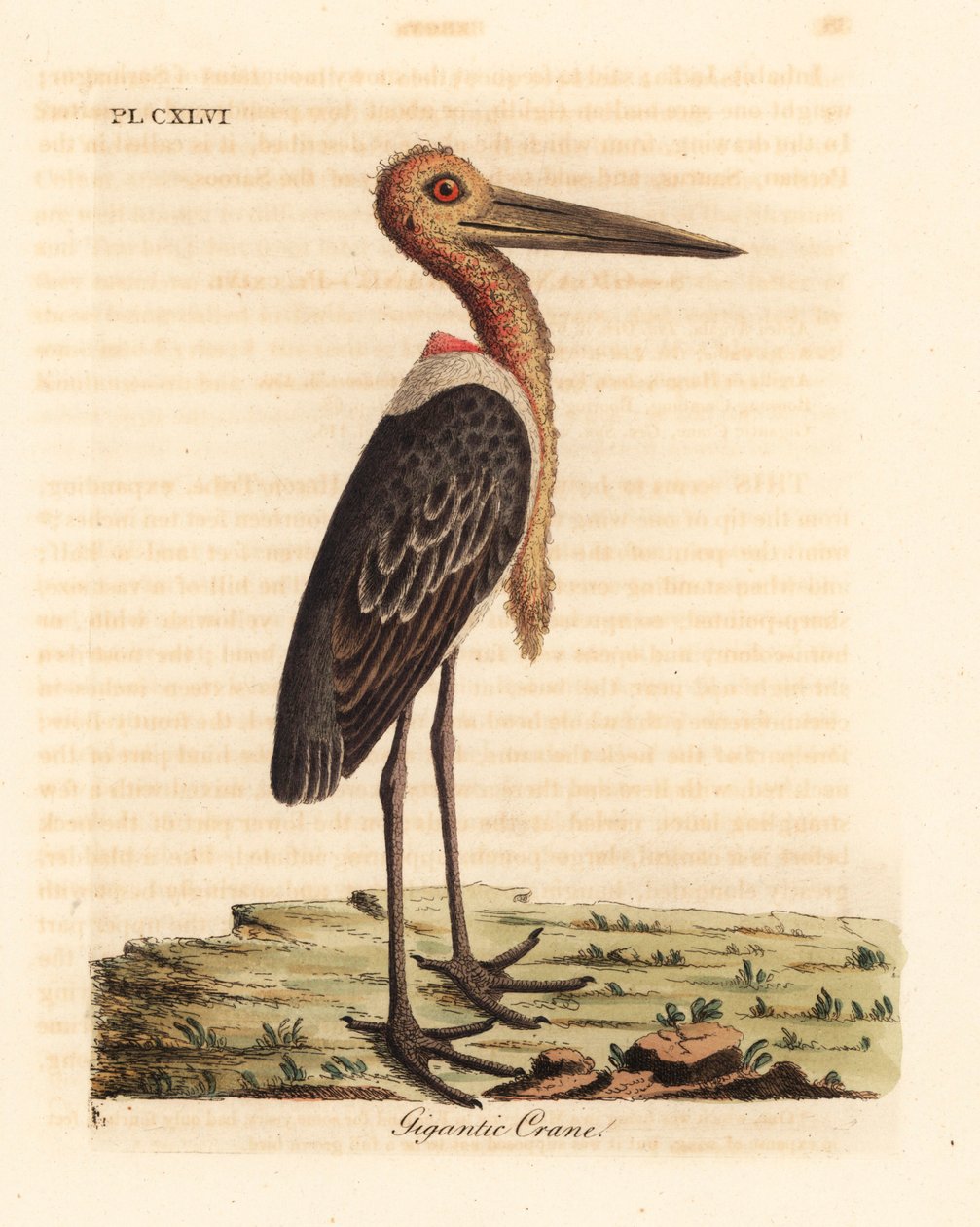 Großer Adjutant, Leptoptilos dubious. Gefährdet. (Gigantischer Kranich, Ardea argala) von John Latham