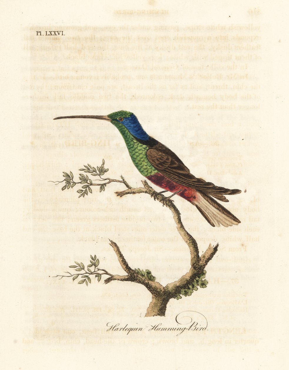 Harlekin-Kolibri, Trochilus multicolor. Gefertigtes Exemplar im British Museum. Handkolorierte Kupferplatte gezeichnet und graviert von John Latham aus seiner eigenen A General History of Birds, Winchester von John Latham