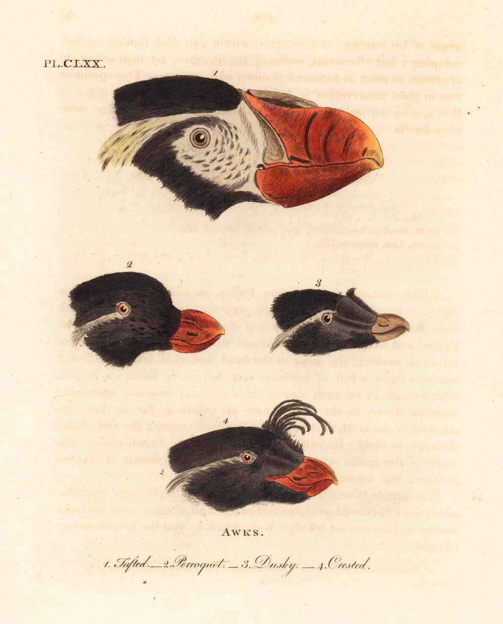 Köpfe des Schopf-Puffins, Fratercula cirrhata 1, Papageitaucher, Aethia psittacula 2, und Schopfalk, Aethia cristatella 3,4. (Schopfalk, Alca cirrhata 1, Papageitaucher, Alca psittacula 2, Dunkler Alk, Alca tetracula 3, und Schopfalk, Alca cristatella) von John Latham
