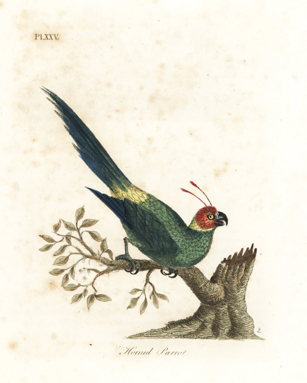 Hornpapagei, Eunymphicus cornutus. Gefährdet (Hornpapagei, Psittacus bisetis.) Handkolorierte Kupferplatte gezeichnet und graviert von John Latham aus seiner eigenen A General History of Birds, Winchester von John Latham