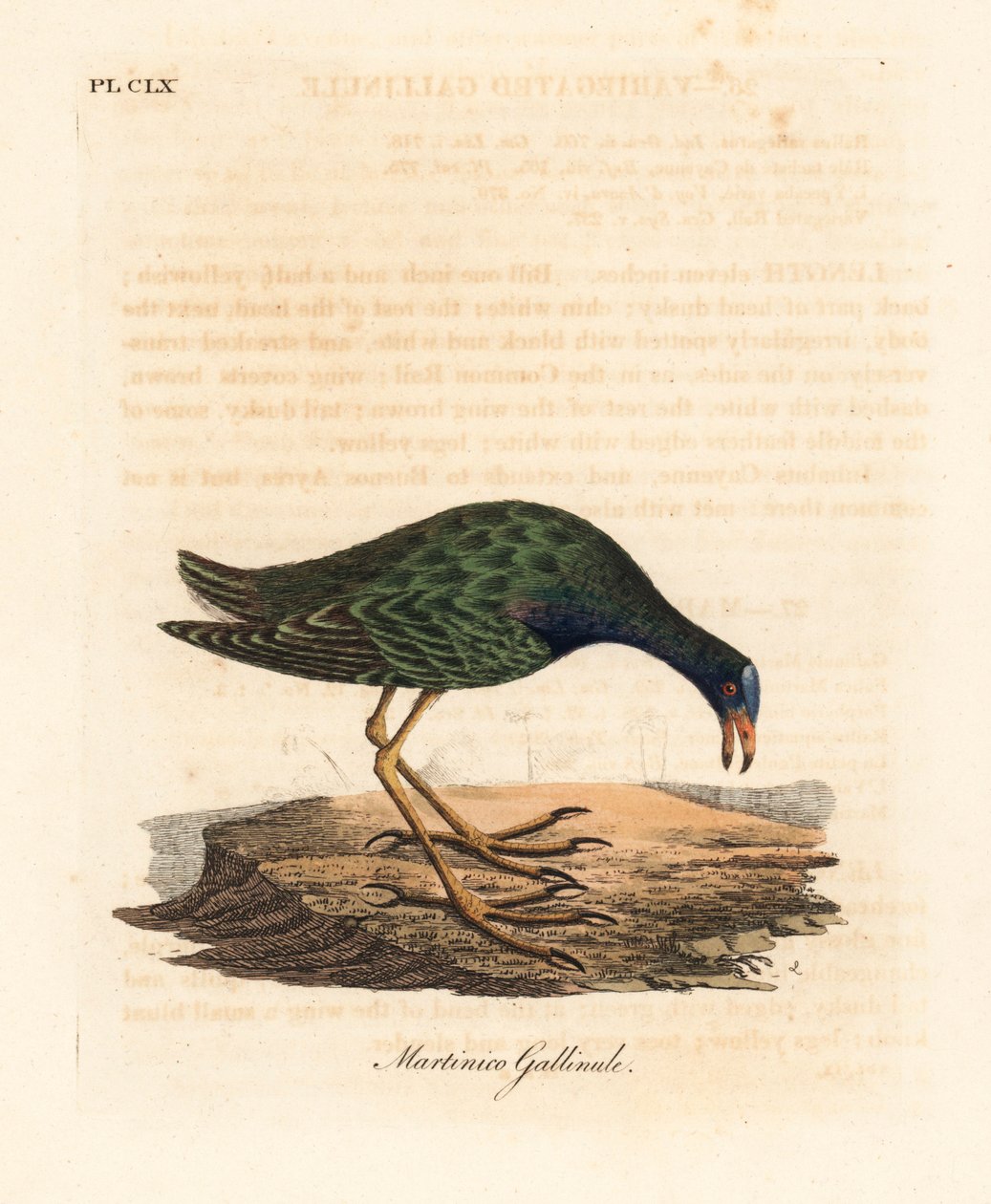 Purpurhuhn, Porphyrio martinicus (Martinico-Huhn, Gallinula martinica) von John Latham