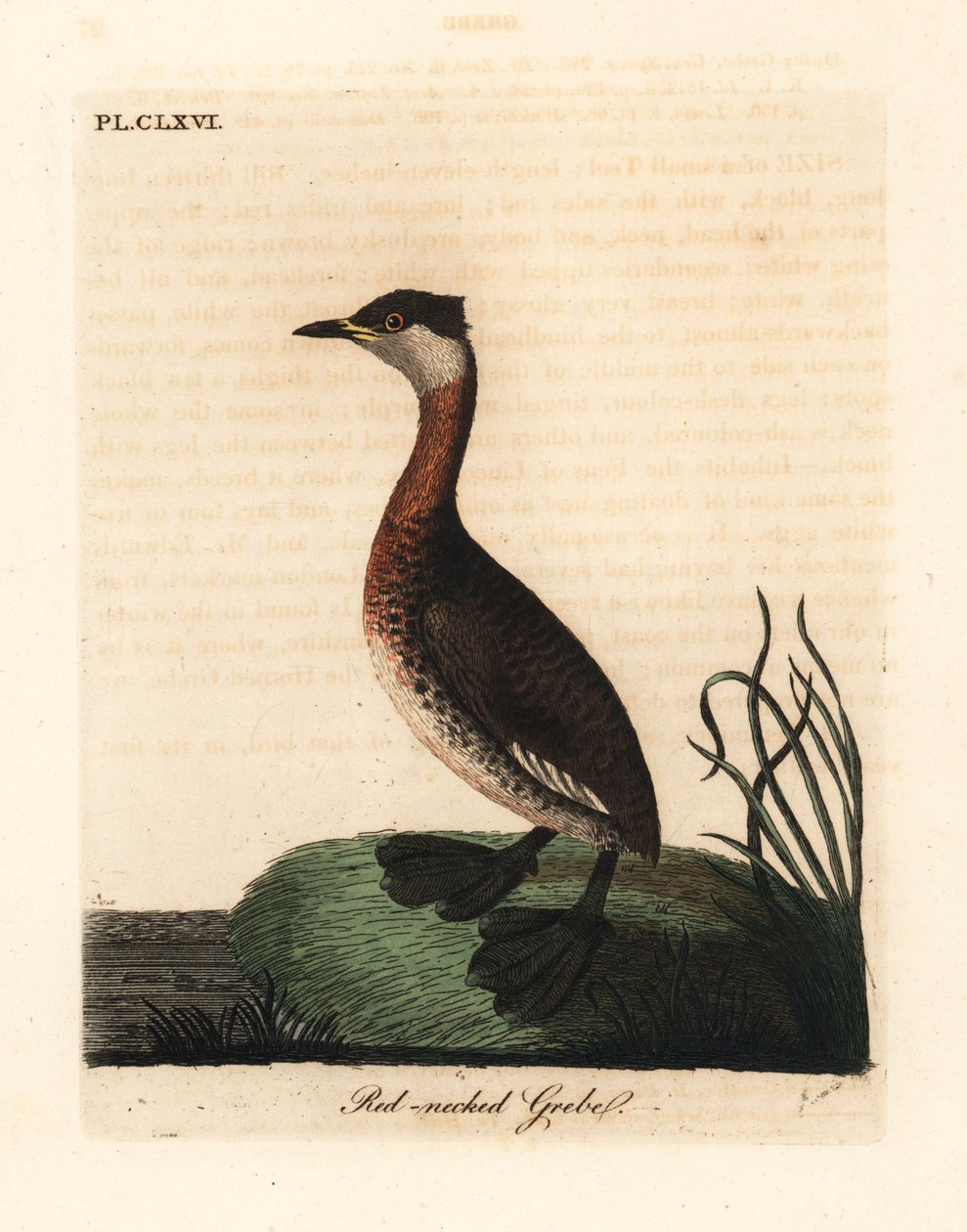 Rothalstaucher, Podiceps grisegena (Podiceps rubricollis). Handkolorierte Kupferplatte, gezeichnet und graviert von John Latham aus seiner eigenen A General History of Birds, Winchester von John Latham