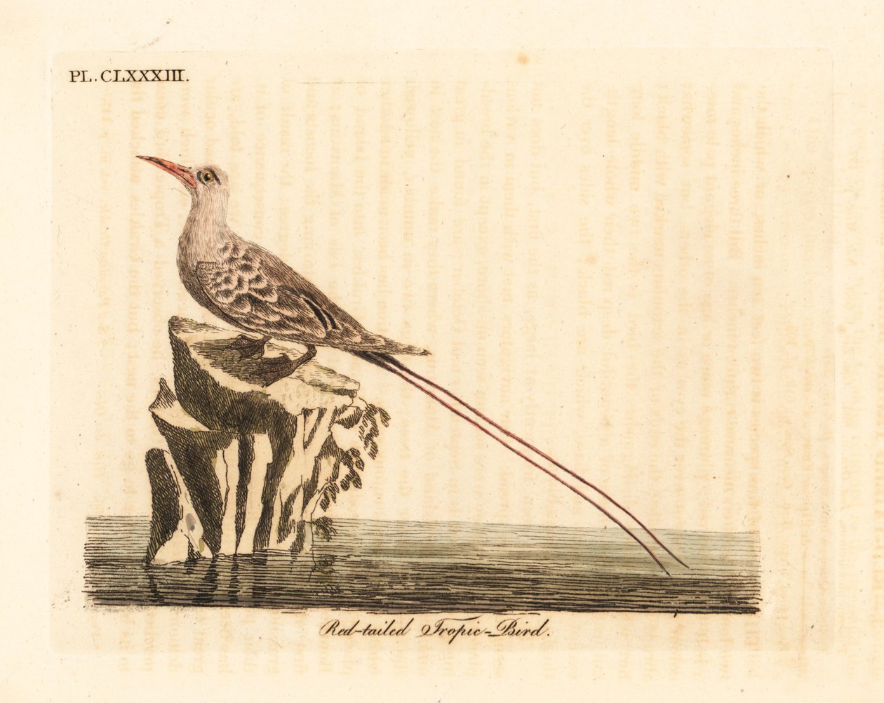Rotschwanz-Tropikvogel, Phaethon rubricauda (Phaeton phoenicurus). Handkolorierte Kupferplatte gezeichnet und graviert von John Latham aus seiner eigenen A General History of Birds, Winchester von John Latham