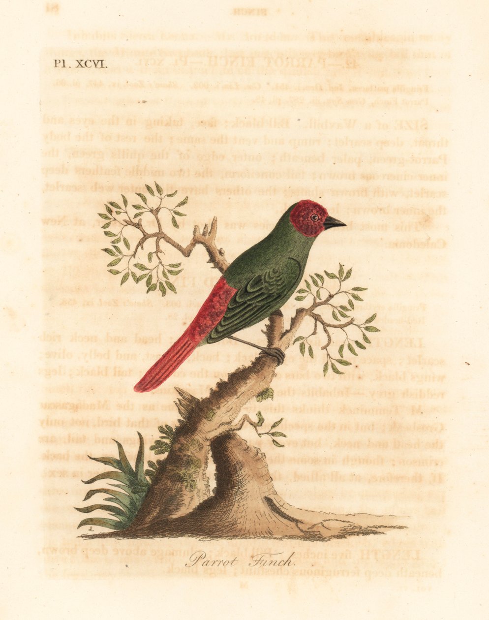 Rotkehl-Papageiamadine, Eritrea psittacea. Handkolorierte Kupferstichzeichnung und -gravur von John Latham aus seiner eigenen A General History of Birds, Winchester von John Latham